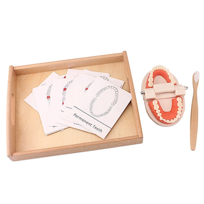 Montessori Teaching Aids Tooth Toy Simulated Teeth Brushing Toy with Cards Practice Life Skill Toys Tooth Brush with Wooden Tray