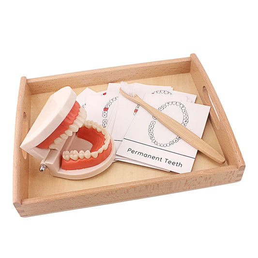 Montessori Teaching Aids Tooth Toy Simulated Teeth Brushing Toy with Cards Practice Life Skill Toys Tooth Brush with Wooden Tray